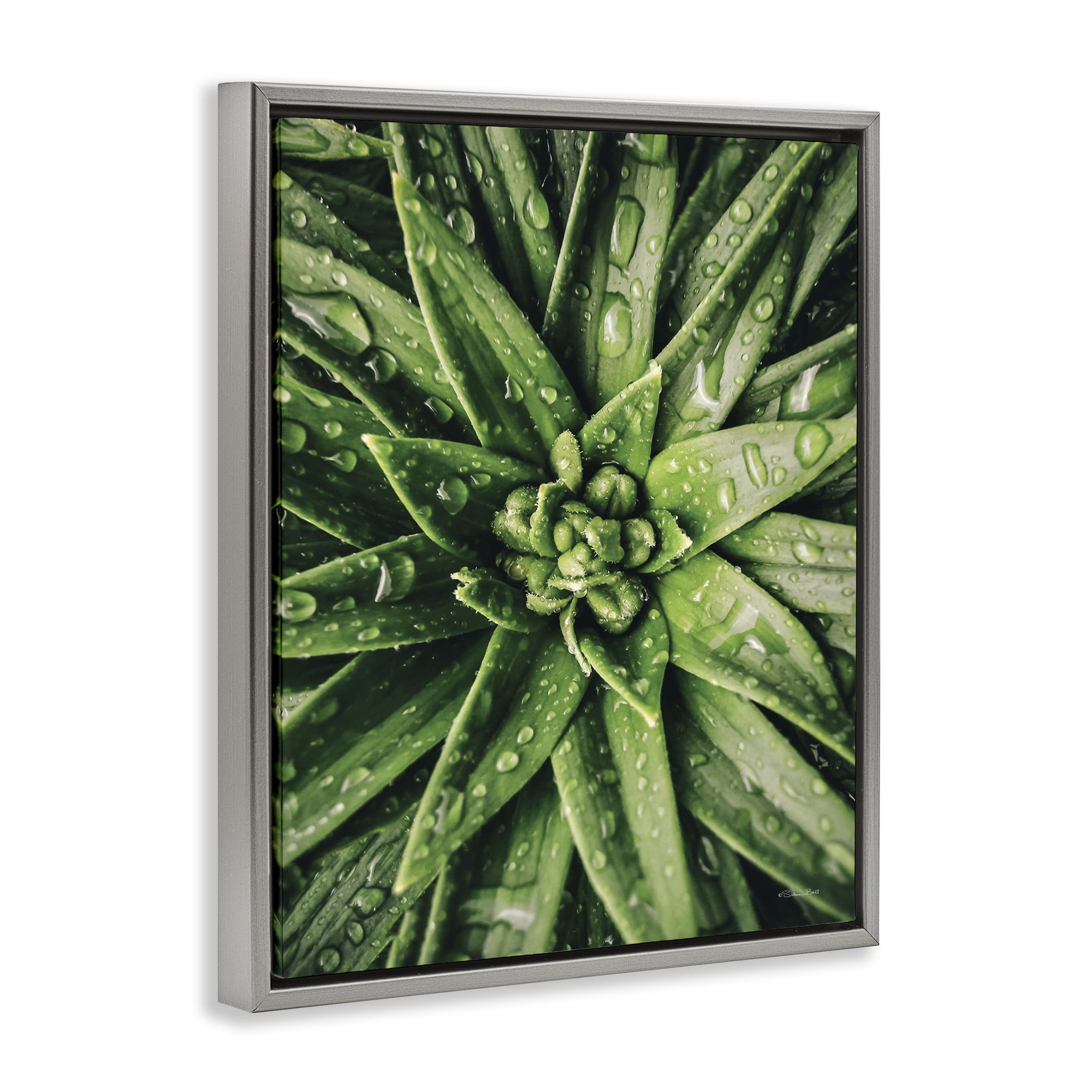 Stupell Industries Succulent in Rain Botanical & Floral Photography Gray Floater Framed Art Print Wall Art, 25 x 31