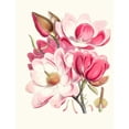thumbnail image 3 of Walter Fitch Hood 15x18 Black Modern Framed Museum Art Print Titled - Magnolia Campbellii, H.F. Et T. (Flowering Plant) (1855), 3 of 5