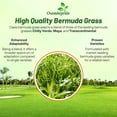 thumbnail image 3 of Outsidepride Oasis Bermuda Grass Seed - 25 lbs Warm Season, High Traffic, Heat Resistant, Drought-Tolerant, Low-Maintenance, Fast Growing Turf Grass for Lawn, Ideal for Sunny Areas, Thick Coverage, 3 of 5