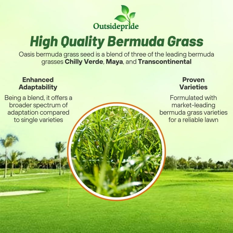 Outsidepride Oasis Bermuda Grass Seed 25 lbs Warm Season, High