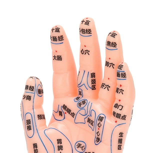 Homan Hand Acupuncture Model,Left Hand Acupuncture Point Hand