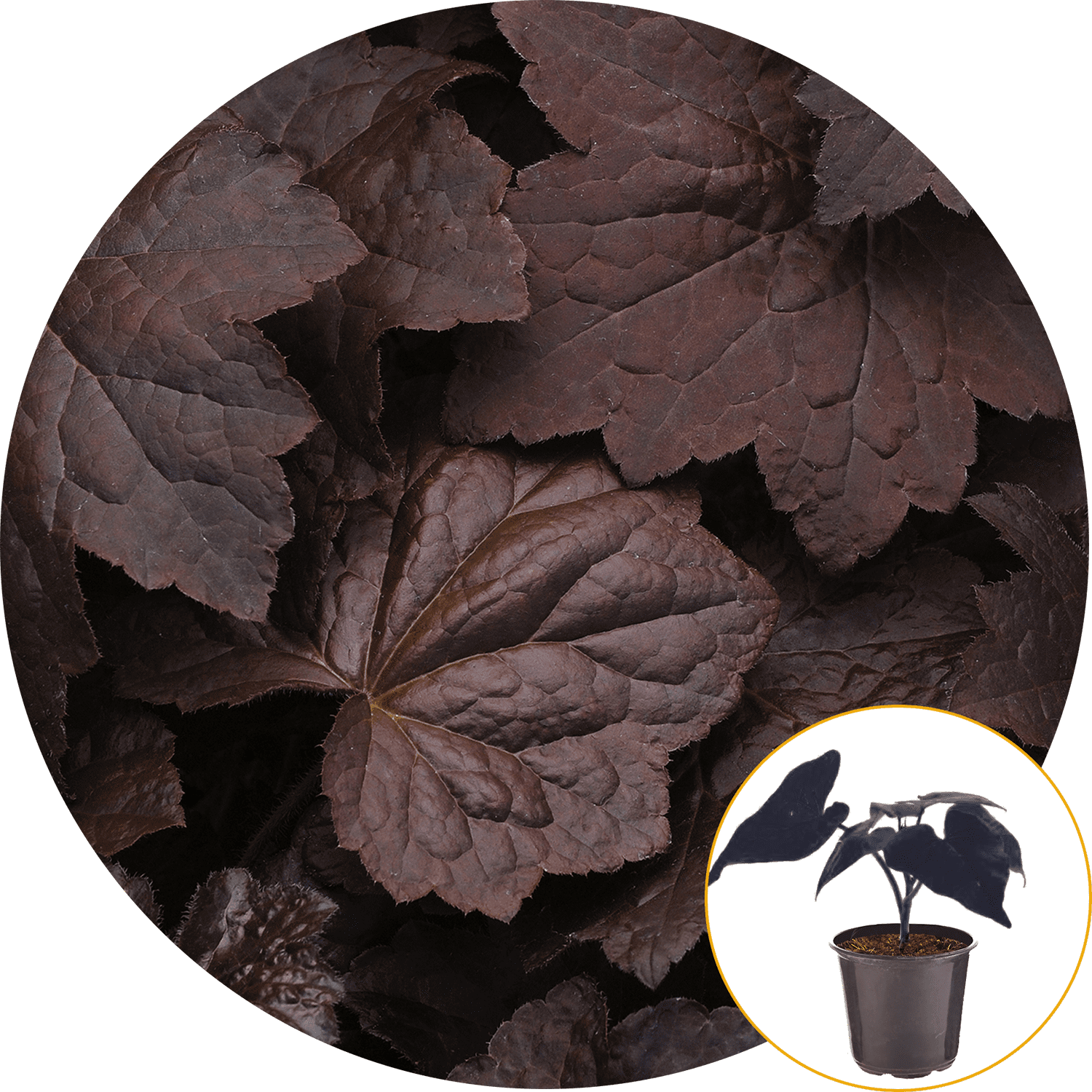 Ferry-Morse Plantlings Coral Bells Heuchera Palace Purple Live Plants 4in. Pot, 2 Pack