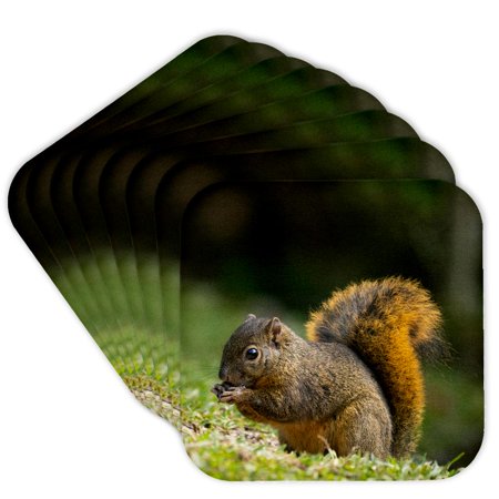 3drose, Red-tailed Squirrel, Bosque Del Paz, Costa Rica, Set of 8 Coasters - Cork