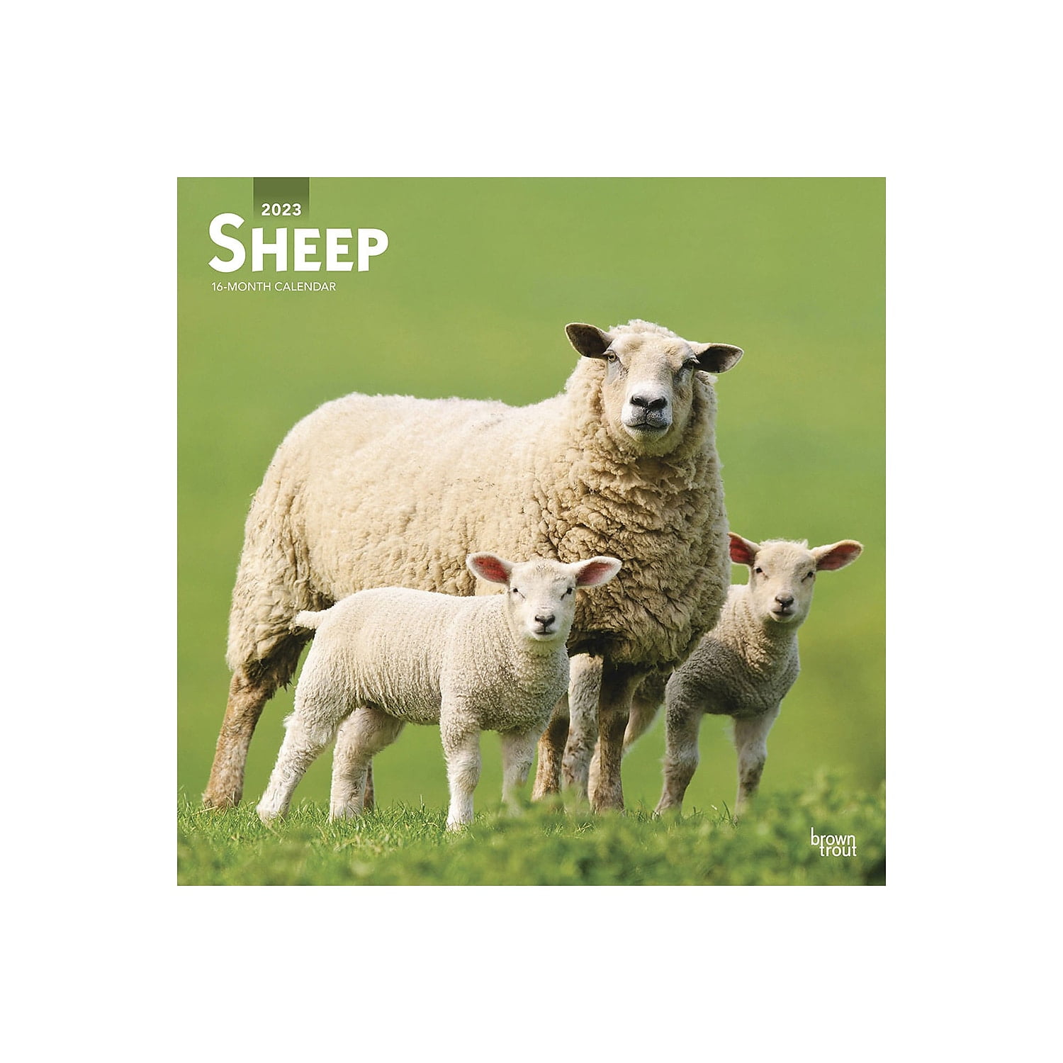 2023 BrownTrout Sheep 12'' x 12'' Monthly Wall Calendar (9781975455163)
