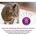 thumbnail image 4 of Comfort Zone Cat Calming Refill, 4 of 6