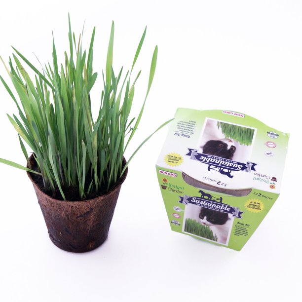 Sustainable Seed AllinOne Cat Grass Seed Starting Kit Contains Non