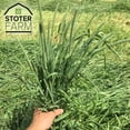 thumbnail image 5 of Stoter Farm Timothy Hay 25 lb. Box by Stoter Farms, 100% Canadian Hay for Rabbits Guinea Pigs Chinchilla and Other Small Pets (400oz/11.2kg), 5 of 5
