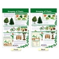 thumbnail image 5 of All About Plants Bulletin Board Chart Set – Set of 5, 5 of 9