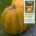 thumbnail image 4 of 5 Packs Lady Godiva Pumpkin Seeds - Non-GMO Heirloom Full Sun Annual Vegetable, 4 of 7