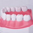 thumbnail image 4 of Modelo dental BRILLAR de cuidado bucal 15 CM Rojo Verde, 4 of 5