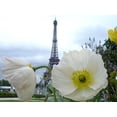 thumbnail image 1 of 250 PERSIAN WHITE POPPY Papaver Somniferum Flower Seeds, 1 of 5