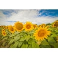 thumbnail image 2 of Mammoth Sunflower Seeds for Planting - Grow Giant Sun Flowers in Your Garden - 50 Non GMO Heirloom Seeds - Full Planting Instructions for Easy Grow - Great Gardening Gifts (4), 2 of 3