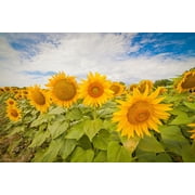 Mammoth Sunflower Seeds for Planting - Grow Giant Sun Flowers in Your Garden - 50 Non GMO Heirloom Seeds - Full Planting Instructions for Easy Grow - Great Gardening Gifts (1)