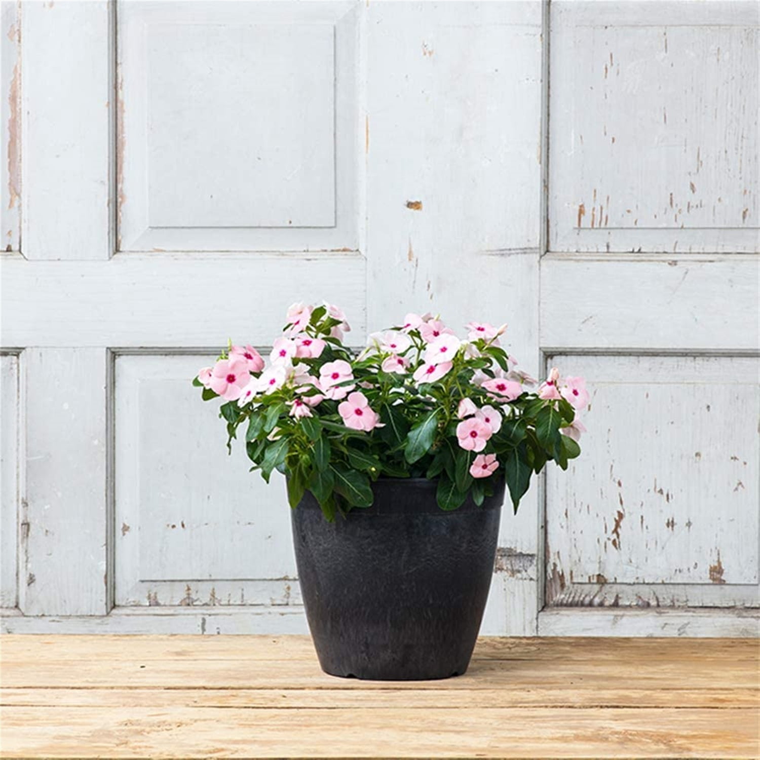 Root & Vessel Dolce Round Planter, Black, 10"