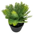 thumbnail image 5 of Northlight Artificial Chinese Yew Plant in Black Pot - 7.5", 5 of 5