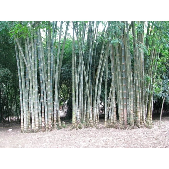 25 Rough Bamboo Seeds – Fast-Growing Ornamental Bamboo for Privacy Screens & Exotic Landscaping – Outdoor Garden & Large Pots