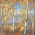 thumbnail image 2 of Fall Aspen I Poster Print by John Macnab (12 x 12), 2 of 2