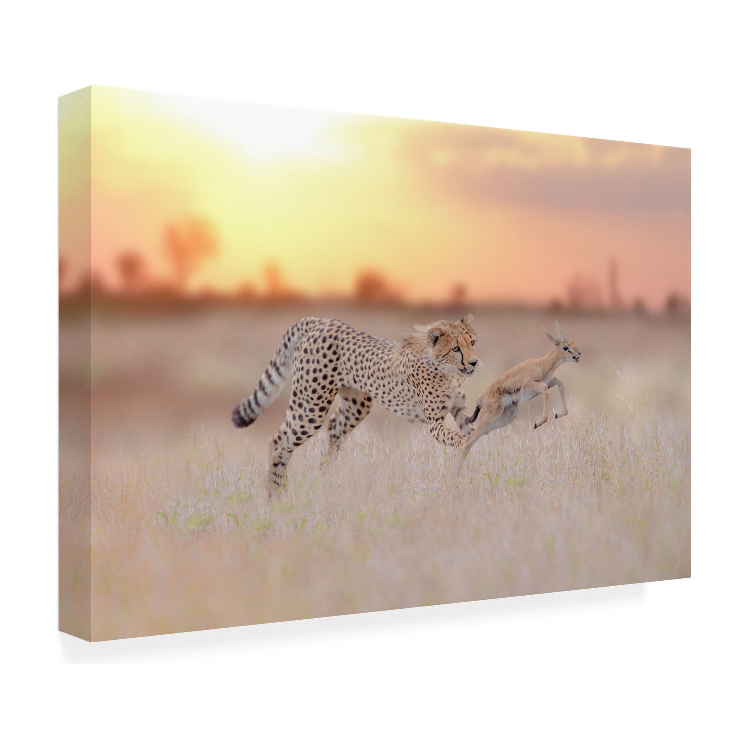 Ozkan Ozmen 'Cheetah Hunting A Gazelle' Canvas Art