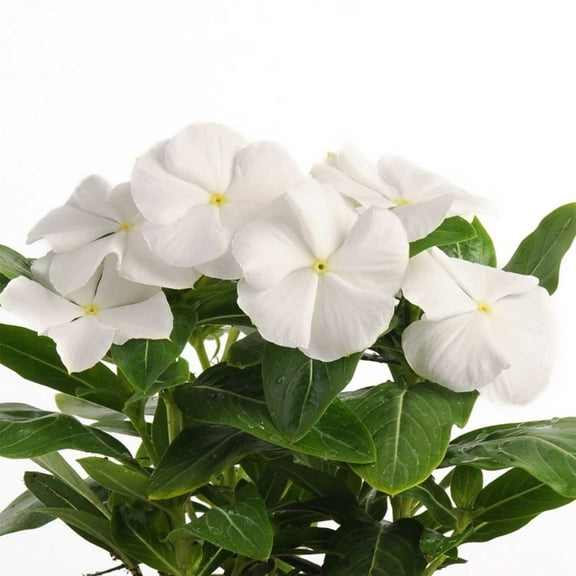 Pacifica XP Vinca White ~50 Seeds – Heat & Humidity Tolerant Annual—Compact 10–12" Mound – 2" Blooms – Indoor/Outdoor – Butterfly Friendly, Deer Resistant – Mixed Colors
