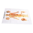 thumbnail image 3 of Human Acupoint Acupuncture Chart,Human Acupuncture Model Large Acupoint Acupuncture Chart Human Acupuncture Chart User-Friendly Design, 3 of 14
