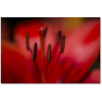 Trademark Fine Art Kurt Shaffer 'Red Lily Pistils' 12" x 19" Canvas Stretched (190836004393)