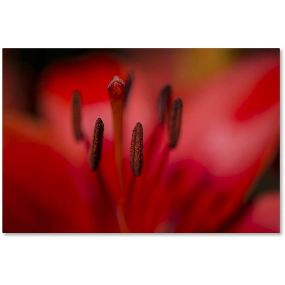 Trademark Fine Art "Red Lily Pistils" Canvas Art by Kurt Shaffer