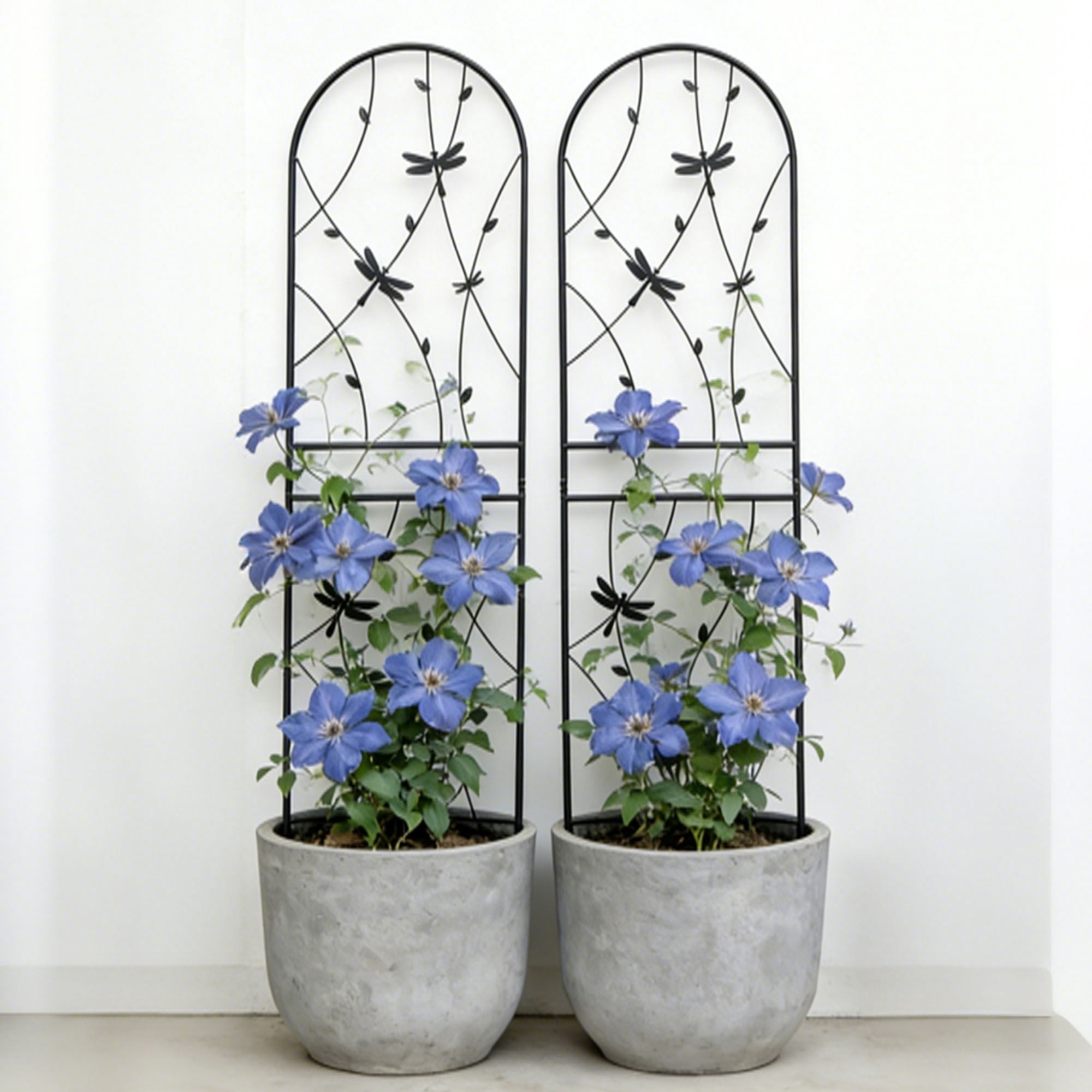 2 Pack 71" H Large Garden Trellis，Heavy Duty Rustproof Black Iron Plant Trellis for Potted Plant Support Metal Climbing Rose Trellis