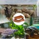 thumbnail image 4 of Cuenco multiusos antideslizante para estanque de tortugas, dispensador de reptiles, dispensador de tortugas, contenedor de agua seguro, fregadero para reptiles, 4 of 7