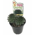 thumbnail image 2 of Appletini™ Hens & Chicks - Sempervivum - Indoors/Out - 3.5" Pot - Chick Charms®, 2 of 4