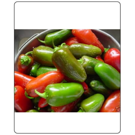 Pepper HOT Jalapeno Early Great Heirloom Vegetable 100 Seeds By Seed (Best Way To Germinate Pepper Seeds)