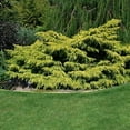 thumbnail image 3 of Old Gold Juniper - 30 Live Plants - Juniperus Chinensis - Drought Tolerant Cold Hardy Evergreen Ground Cover, 3 of 9