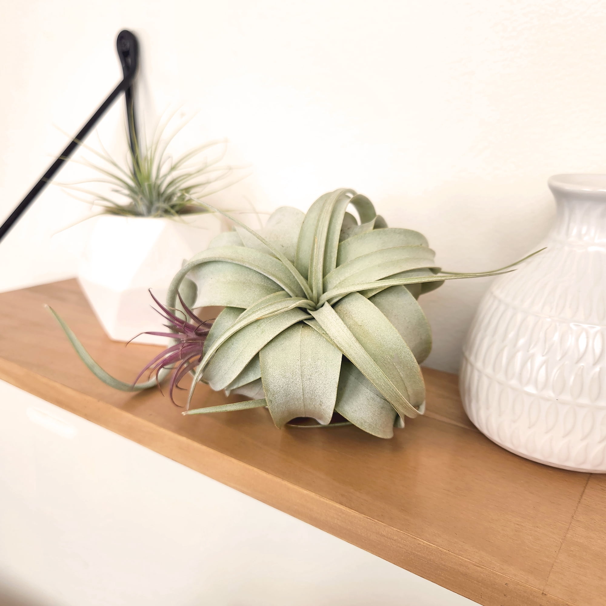Altman Plants Large Tillandsia Xerographica Live Air Plant (3 Pack)