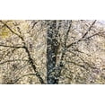thumbnail image 2 of Gulin, Sylvia 32x21 Gold Ornate Wood Framed with Double Matting Museum Art Print Titled - USA-Washington State-Fall City wild cherry springtime blooming, 2 of 4