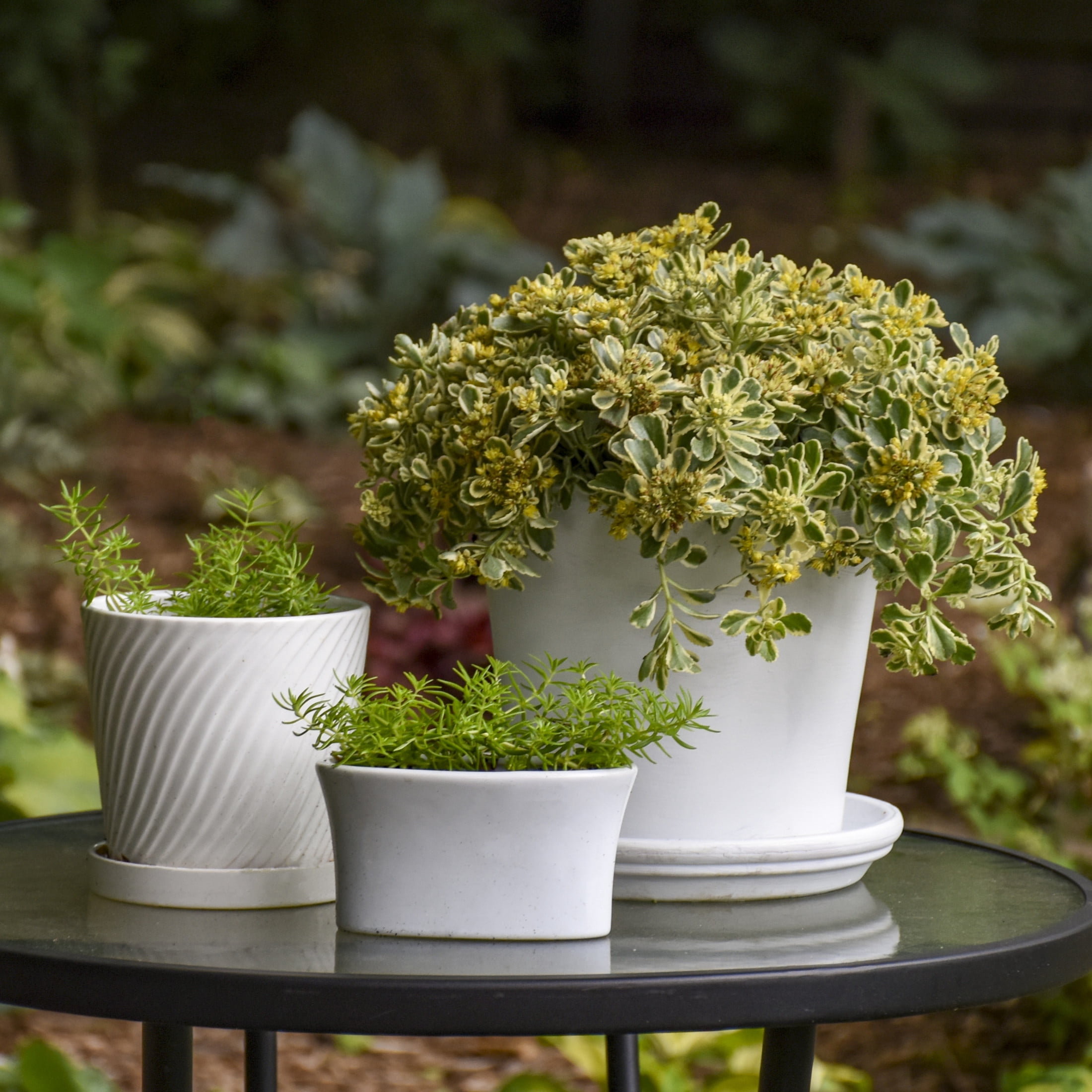 Proven Winners 5" Yellow Rock 'N Low 'Boogie Woogie' Stonecrop Live Plant in 4.5" Pot (4 Count)