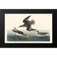 thumbnail image 2 of Audubon, John James 14x10 Black Modern Framed Museum Art Print Titled - Hyperborean phalarope, 2 of 5