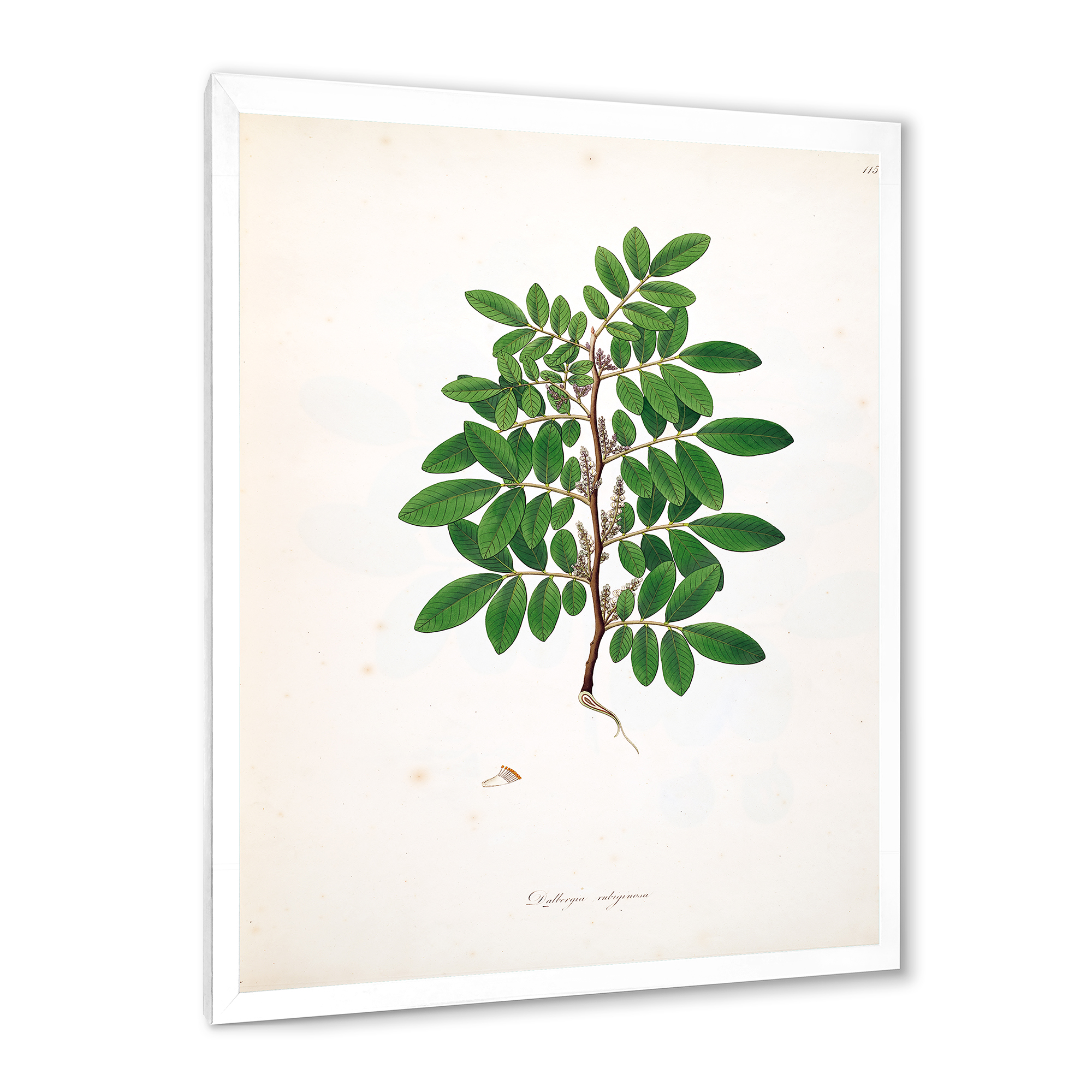 Designart 'Ancient Plant Life XX' Farmhouse Framed Art Print