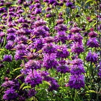 Toadstool Seeds 100 Raspberry Wine Bee Balm Seeds, Perennial Monarda ...