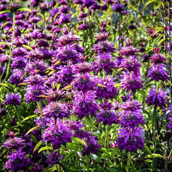 100 Kazoo Bee Balm Seeds – Bergamot Perennial Flower – Pollinator Friendly Garden Plant