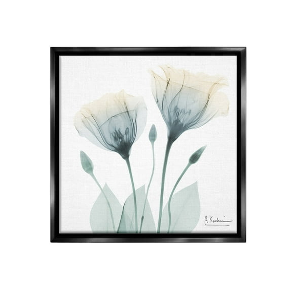 Stupell Industries Opaque Tulip Duo Botanical & Floral Photography Black Floater Framed Canvas Art Print Wall Art, 18 x 18