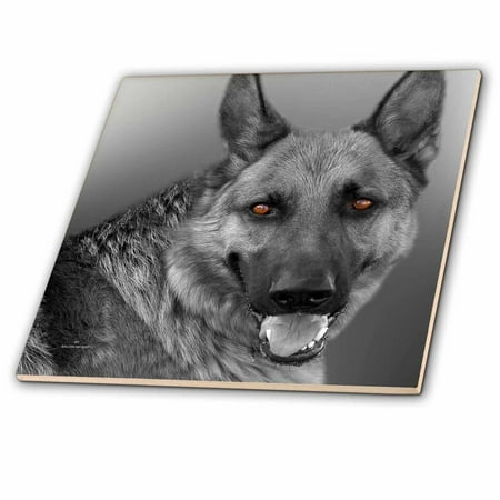 3dRose German Shepherd Dog Black and White Tinted Photograph - Ceramic Tile,