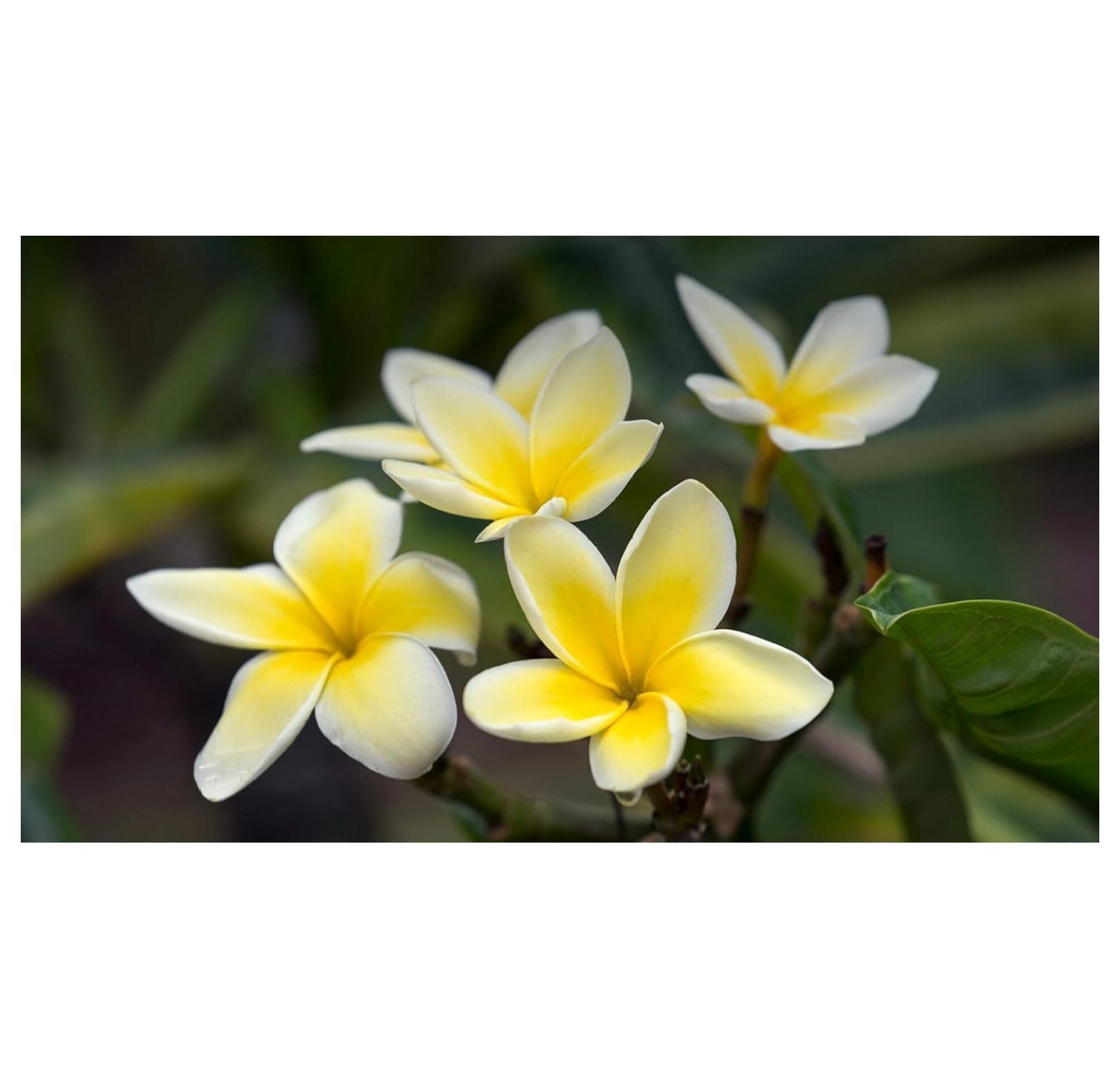 Yellow Hawaiian Live Plumeria Plant Cutting 10 inches, Full Sun