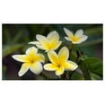 thumbnail image 5 of Yellow Hawaiian Live Plumeria Plant Cutting 10 inches, Full Sun, 5 of 9