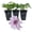 3 Plants, variant on Clematis Ithemba - 1 Live Starter Plant - Delicate Beautiful Classic Elegant Lavender Flowering Vine