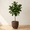 Brown, variant on Ecobo 15.7" Tall, Eco-Friendly Round Pot Planter, Cocoa Indoor/Outdoor use, Durable, Versatile & Lightweight, Designed by Brazilian Artisans, Contemporary All-Weather Design – Brown