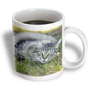 3dRose Maine Coon cat, Central Florida - US10 MPR0328 - Maresa Pryor, Ceramic Mug, 11-ounce