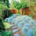 QAUZUY GARDEN 50 Seeds DHF10 Blue Fescue Grass Seeds Ornamental Grass