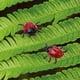 thumbnail image 5 of 14 piezas de plástico animal mariquita mariquita modelo trucos juguetes, 5 of 9