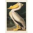 thumbnail image 2 of Audubon, John James 17x24 White Modern Wood Framed Museum Art Print Titled - Pl 311 American White Pelican, 2 of 4