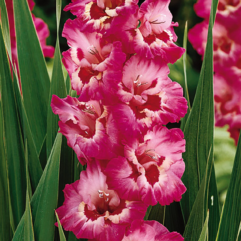 Vandohla Gladiolus 8 Bulbs NEW! Fuchsia Pink! 14/+cm