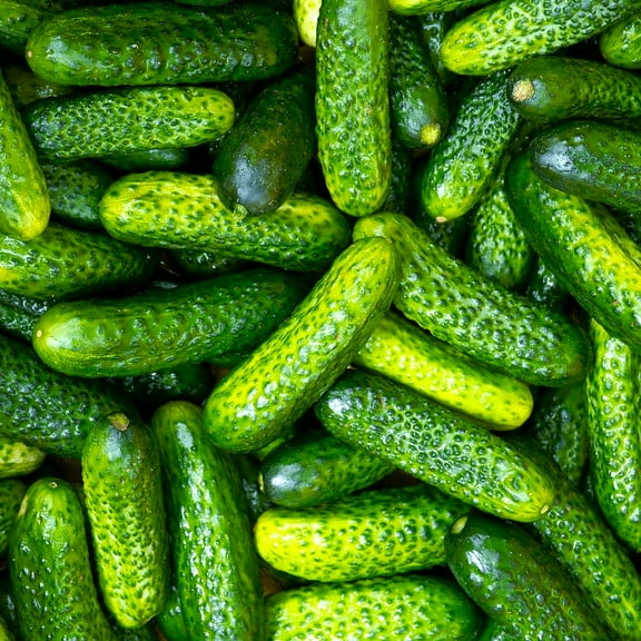 TomorrowSeeds - Parisian Gherkin Cucumber Seeds - 50  Count - For 2026 Planting French Cornichon